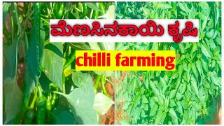 ಮೆಣಸಿನಕಾಯಿ ಕೃಷಿ // chilli farming@RaitaBanduchannel