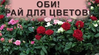 OBI/ОБИ! ЦВЕТОЧНОЕ царство! Продажа цветов!