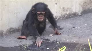 OCT 2015 Tama zoo chimps Fubuki taps his sole of foot 足の裏をポンポン叩くフブキ