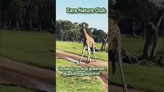 Z ஒட்டகச்சிவிங்கி படும் பாடு #animals #giraffe