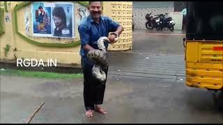 A large python snake was rescued from PSR Cinemas