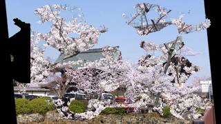 「やしょめ(優女)Yashome（song to calm)」　わらべうたの会「優女（やしょめ)Yashome」The nursery rhyme in Kyoto