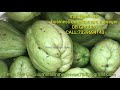 ஊட்டி காய்கறிகள் மொத்த வியாபாரம் ooty brothers groups of vegetables company