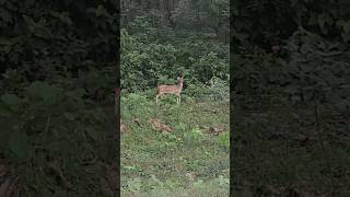 Spotted Deers, Jim Corbett #jimcorbett#nature#forest#animals#wildlife#trending#shorts#youtube