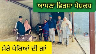 ਮੇਰੇ ਪੇਕਿਆਂ ਦੀ ਗਾਂ|Mere pekeya dhi ghaa 2025|Punjabi short movie videos@apna virsa