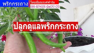 พริก ปลูกพริกในกระถาง และการดูแล