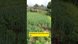 Pertanian sistem Tumpang Sari #bawangdaun #kacangtanah #cabe #pertanian #petani #petaniindonesia