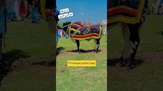 German Bull #khaad #factory #jalsa #geo #danda