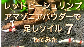 レッドビーシュリンプ　アマゾニアパウダーで足しソイルしてみた７