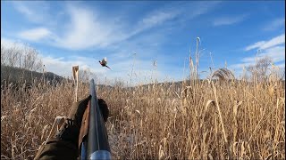 𝐋𝐨𝐯 𝐧𝐚 𝐅𝐚𝐳𝐚𝐧𝐚 𝐢 𝐒𝐥𝐣𝐮𝐤𝐮 𝟐𝟎𝟐𝟒/Hunting Pheasant and Woodcock 2024