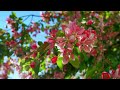 nature scenery beautiful spring flowers with calming instant relief and peaceful music