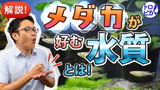 【初心者必見】メダカが好む水質とは！水温・pHなどメダカに良い水を解説します！