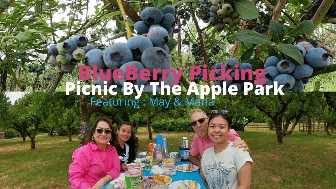 BLUEBERRY PICKING AT SAUVIE ISLANDS OREGON. - YouTube