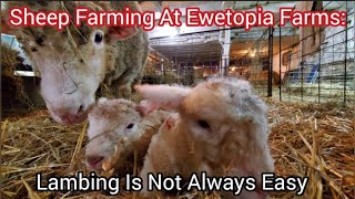 Sheep Farming At Ewetopia Farms: Lambing Is Not Always Easy