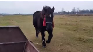 ЛОШАДИ🐎ЗАБИРАЮ АЗУ С ПАСТБИЩА❄️ПОХОЛОДАЛО