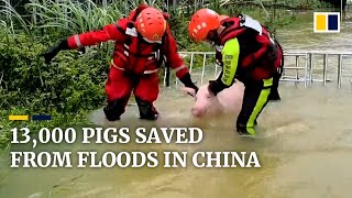 Rescuers save 13,000 pigs trapped in flash floods in China’s southern Guangxi region