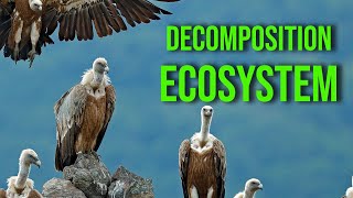 The Decomposition Ecosystem with forensic anthropologist and entomologist Dr Devin Finaughty