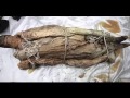 Download Шокирующая загадка Китайской мумии Синь Чжуй In Mp4 3Gp Full HD Video