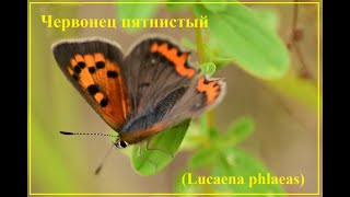 Червонец пятнистый (Lucaena phlaeas)