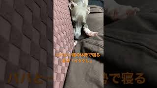 #shorts 『イタグレ』飼い主と一緒の体勢で寝るロエが可愛すぎる