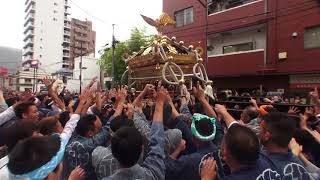 30年  鳥越神社  例大祭  本社千貫神輿立派な町内渡御 迫力満点　。