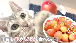 ‪さくらんぼに興味津々なシルバーベンガルの子猫