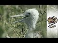 Is Tourism Destroying The Galapagos? (2000)