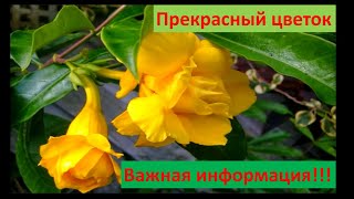 Дипладения, что любит, почему пропадает? Самые важные моменты в уходе.