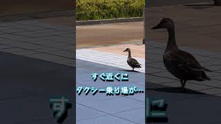 金沢駅カルガモ親子 25日目