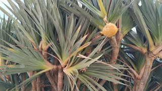 Screwpine - tasty fruit but almost no flesh (Pandanus cf utilis)