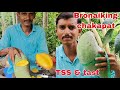 world big mango Bronai king & King of chakapat, tss and taste review 😱😱