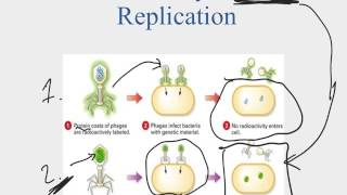 Biology A 8.4a DNA Replication