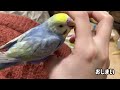 【通称メガバク】マクロラブダスを発見！治療します。【セキセイインコ】