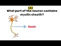 10 quiz questions on Nervous system (Neuron 1)