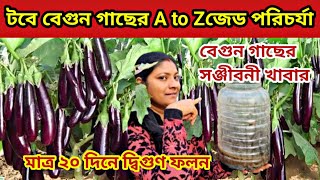 বেগুন গাছের A to Zপরিচর্যা/বেগুন গাছের সঞ্জীবনী খাবার/how to grow brinjal plan at home/brinjal