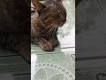 Kucing emang suka di elus ya  #cat #simeong #catlover #catfunny #catvideos #funnycatvideos