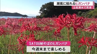 《潮風に揺れるヒガンバナ見頃》土佐清水市の足摺海洋館「SATOUMI」近くで…【高知】 (24/10/09 11:30)