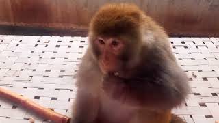 kiki Monkey Baby Bon Bon Practices Sports Beez tricks and travel