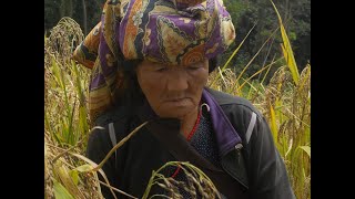 Seharian Menuai Padi Bukit Kampung