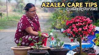 Azalea Care Tips from a Nepali Gardener Expert! (Especially for Terai Area)