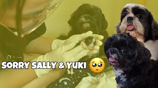 BAD NEWS SA PANGANGANAK NI SALLY! 💔 (SHIHTZU GIVING BIRTH., FULL VIDEO) || Shang Pooches