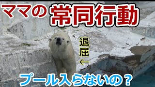 【シロクマの1分動画＃137】ママの常同行動💗プールに入らないの？【天王寺動物園】