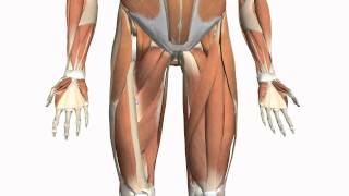 Muscles of the Thigh and Gluteal Region - Part 2 - Anatomy Tutorial