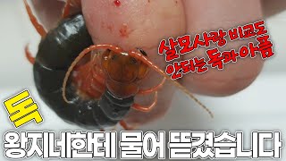 방울뱀보다 강한 '왕 지네'한테 물려봤습니다. 1시간 뒤 제 손이..