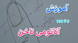 آموزش آناتومی ناخن Nail Anatomy