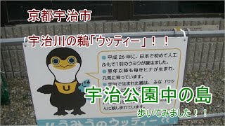 宇治川の鵜「ウッティー」！！宇治公園中の島、歩いてみました！！京都宇治市