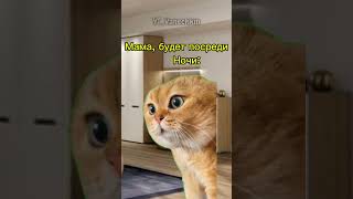 ох уж это проверка 😢 #говрек #dance #kpop #cat #music #кот #memes #котик #юмор #мем