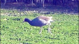 20231104 / 社子島濕地 / 紅冠水雞[Gallinula chloropus]