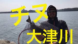 fishingmax 泉大津店　大津川濁りの中のチヌ！