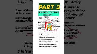 Anatomy  SuperiorThyroid Artery Part3  #drworkingdentist #youtubeshorts#shorts#education#thyroid#fyp